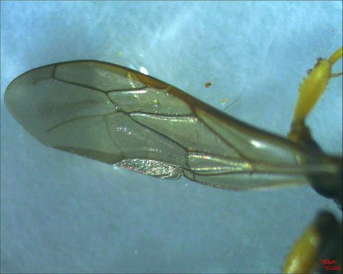 Réf. 192 453 : Crossocerus sp.